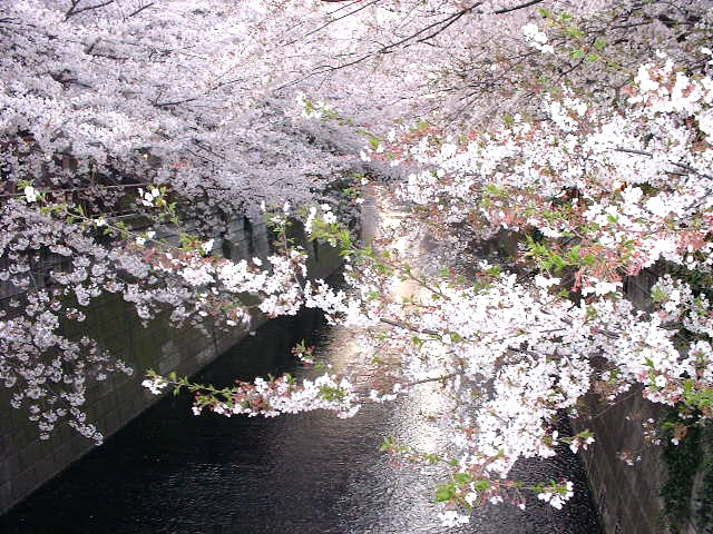 目黒川の桜。まだまだ咲き始めくらいの時です。