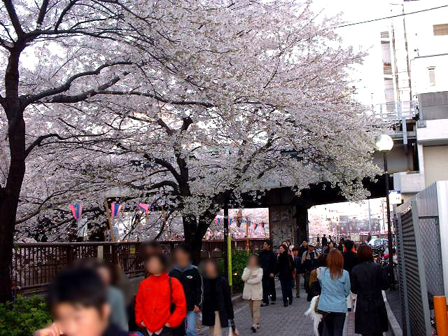 ちと古い写真なの景色は変わっているかも？皆歩きながら桜を鑑賞していました。