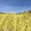 山梨県北杜市の48米稲刈り＆収穫体験ツアーに行ってきました