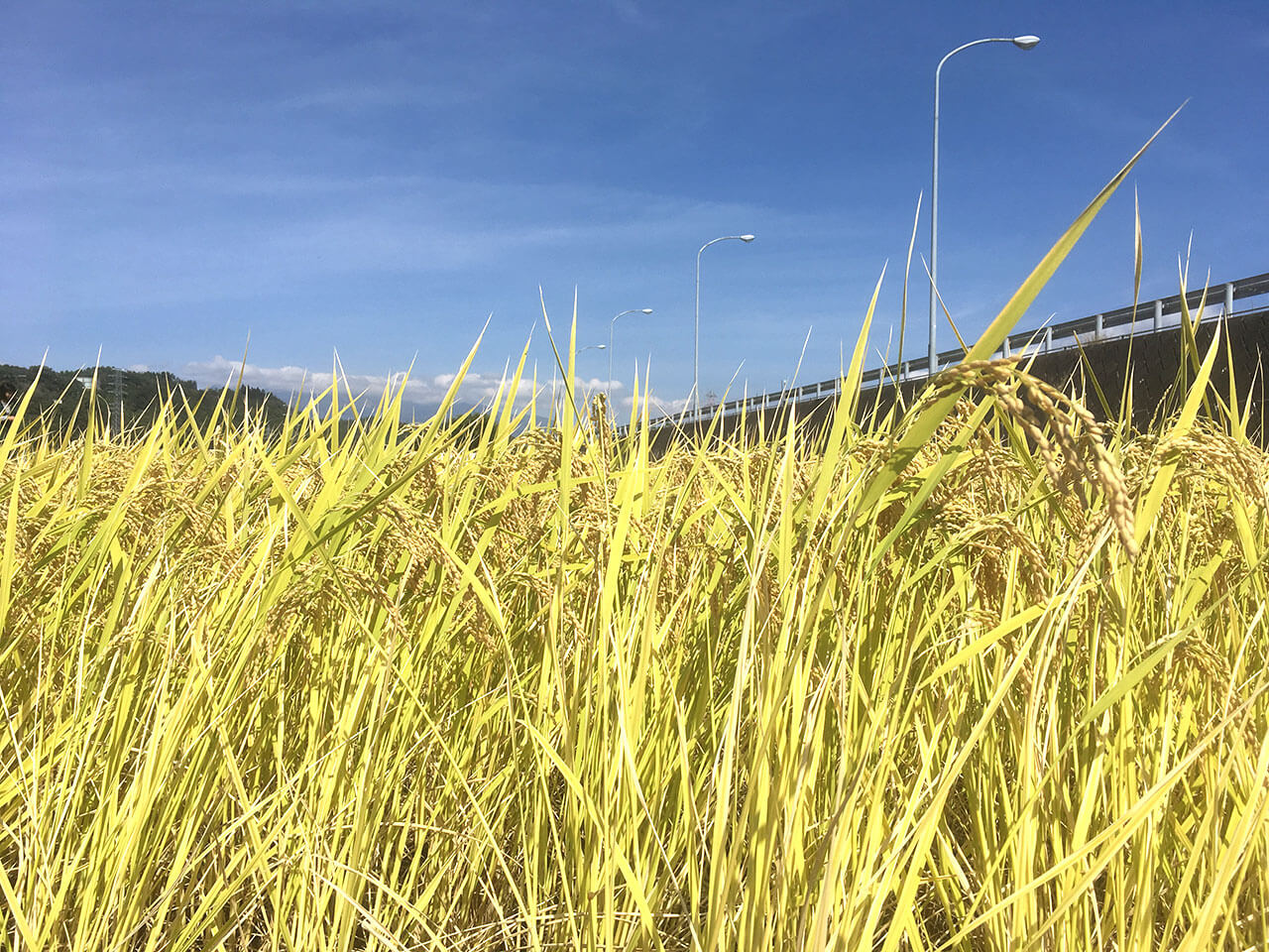 山梨県北杜市の48米稲刈り＆収穫体験ツアーに行ってきました