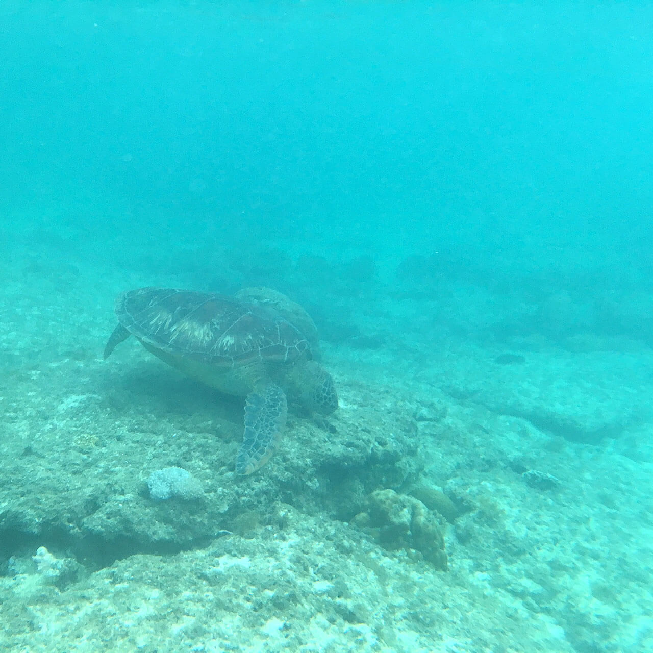 すると、浜辺から数メートル潜ったところであっさりウミガメを発見！