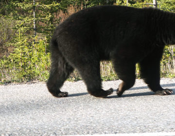 【カナダワーホリ】ジャスパーへ向かうハイウェイでクマに遭遇！