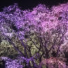 大混雑！駒込 六義園「しだれ桜のライトアップ」で夜桜鑑賞